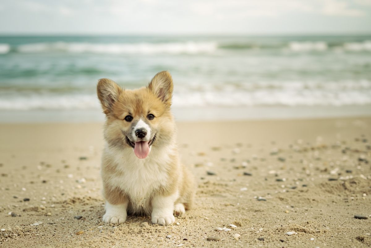 Pet friendly Hotel Airone Pet friendly Hotel Airone